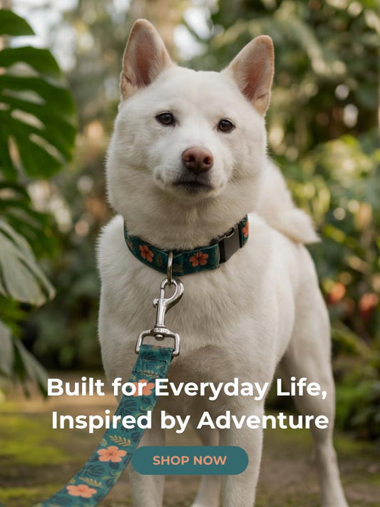 Adventure Dog Harness – Durable Outdoor Walking & Hiking Gear